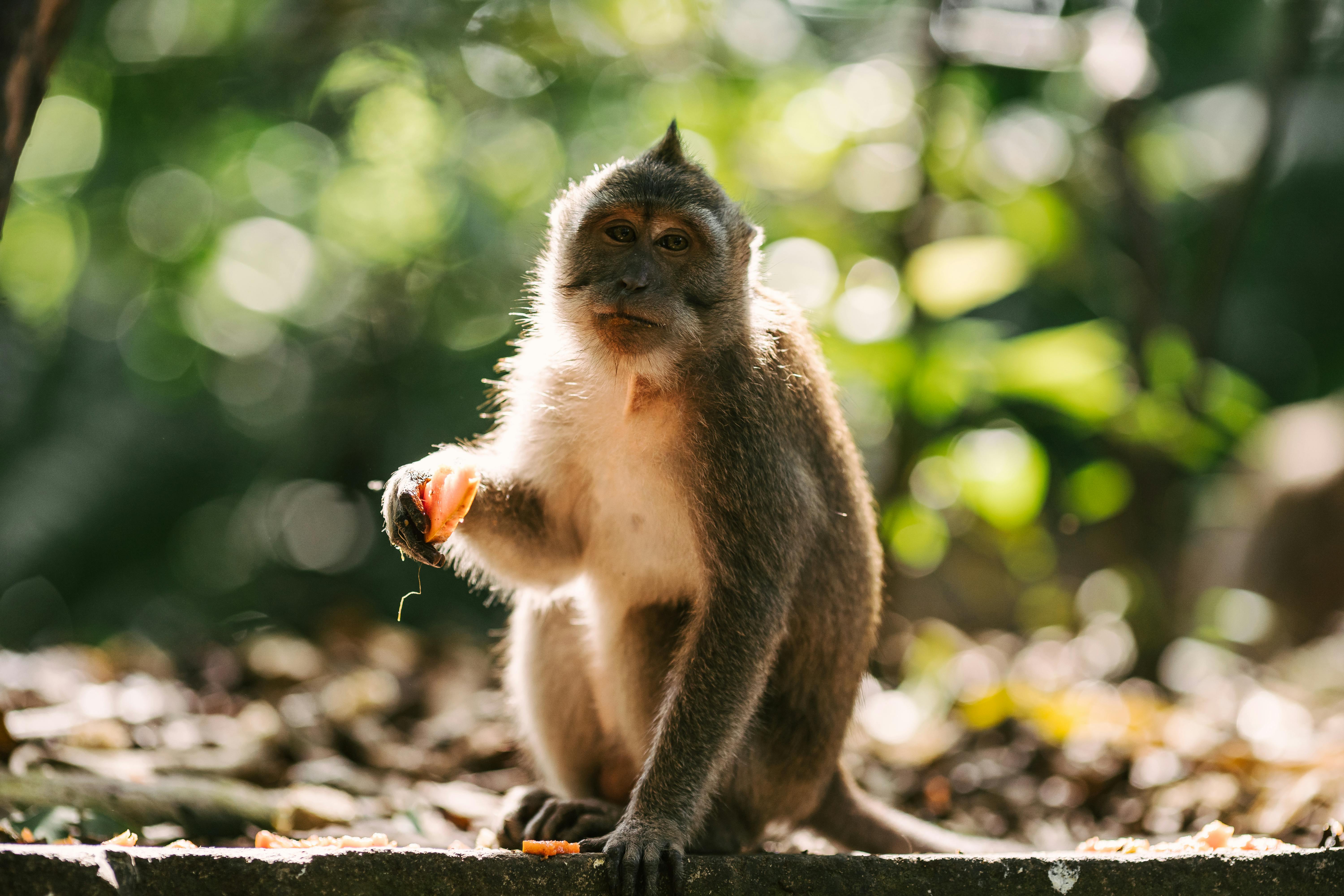 A Monkey Holding a Food