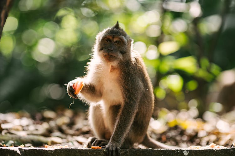 A Monkey Holding A Food