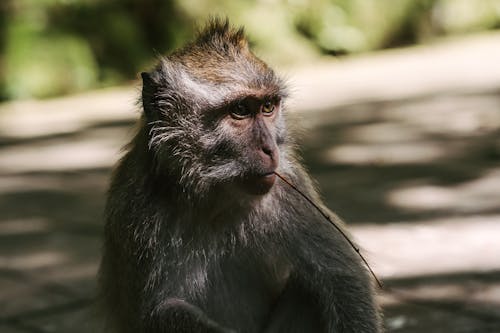 Photo of a Macaque Monkey with a Twig