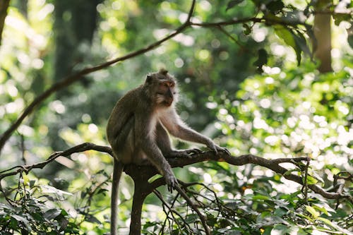Brown Macaque Monkey on a Tree Branch