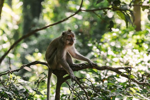 Gratis stockfoto met aap, beest, dieren in het wild