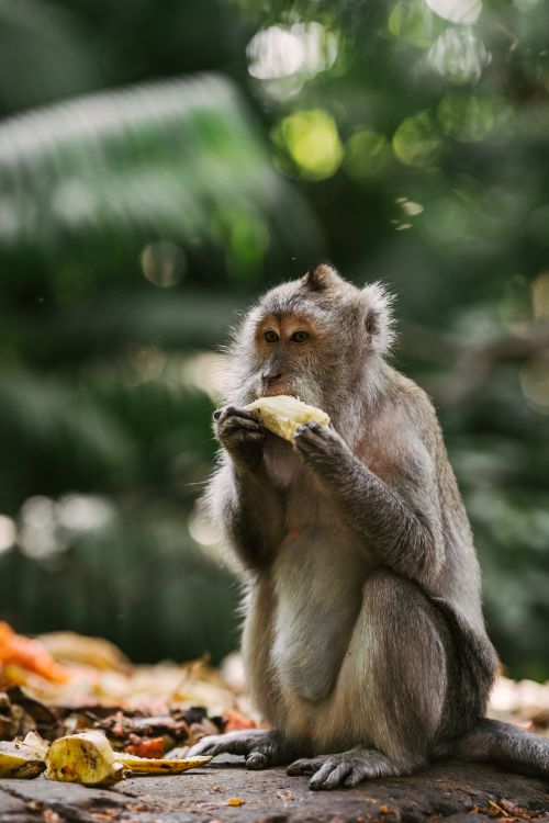 Free A macaque monkey eating corn amidst lush greenery, showcasing wildlife behavior. Stock Photo