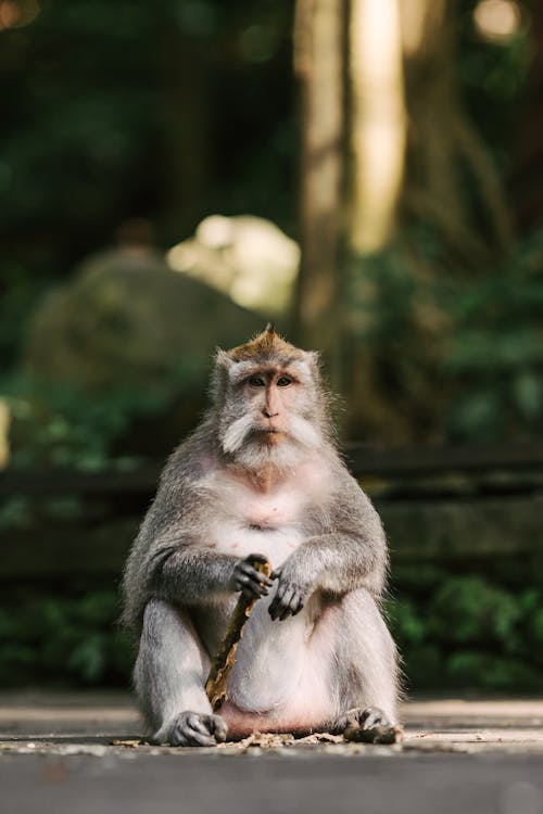 Photograph of a Macaque Monkey Sitting on the Ground