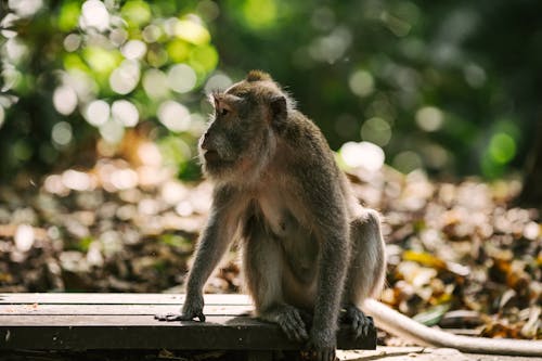 Gratuit Photos gratuites de animal, faune, macaque Photos