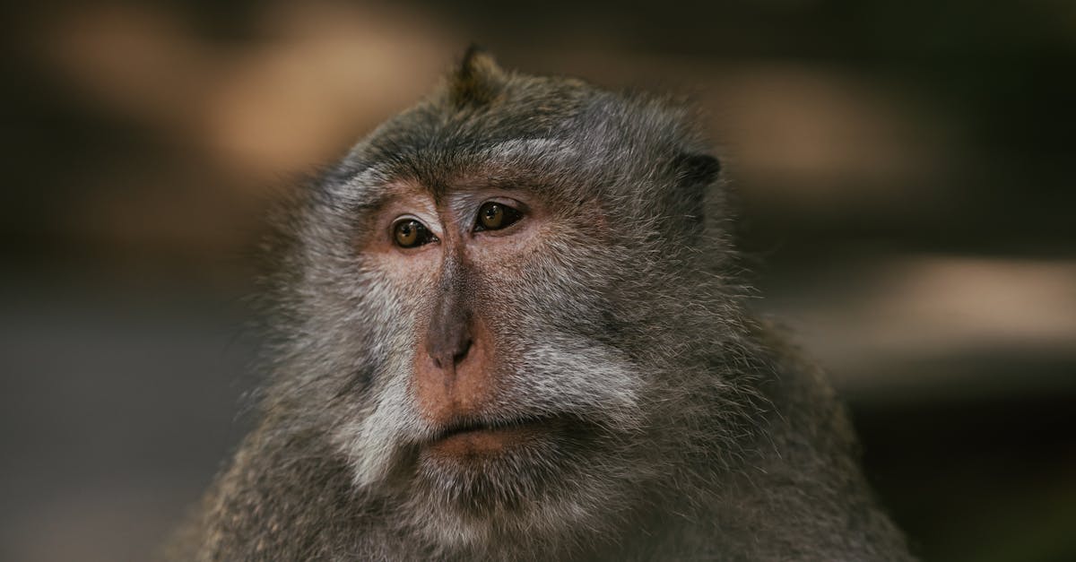 How to make a fondant monkey head