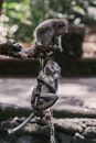 Photo of a Monkey Grabbing the Tail of Another Monkey