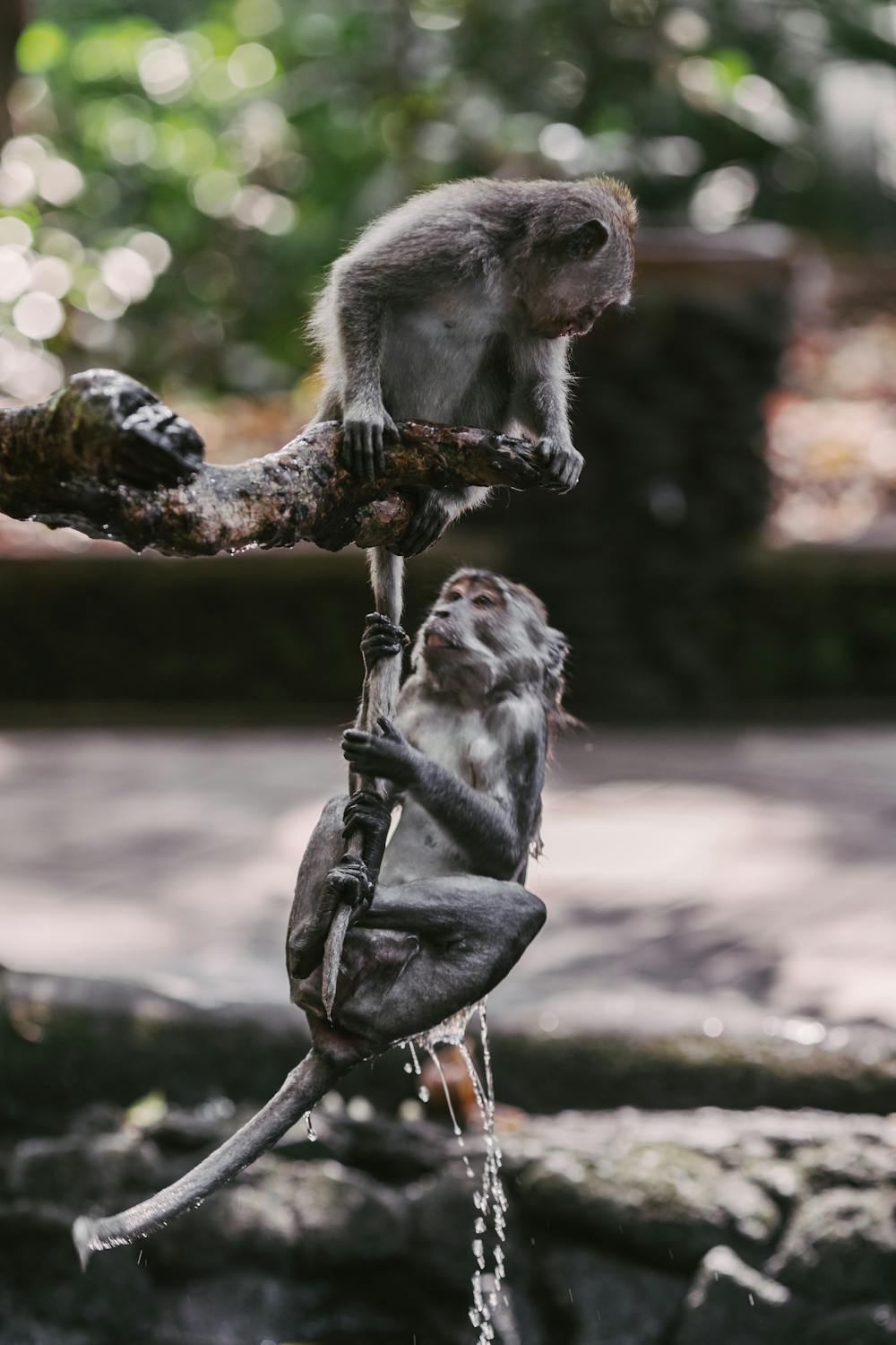 monkey grabbing the tail of another monkey