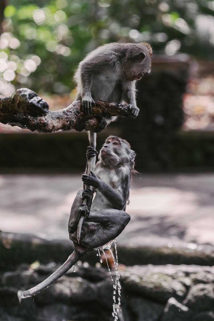 Photo Of A Monkey Grabbing The Tail Of Another Monkey