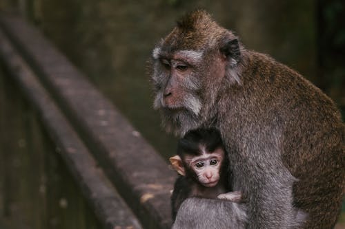 Photo of a Baby Monkey with a Macaque Monkey