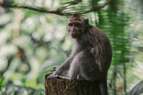 動物, 動物攝影, 哺乳動物 的 免费素材图片