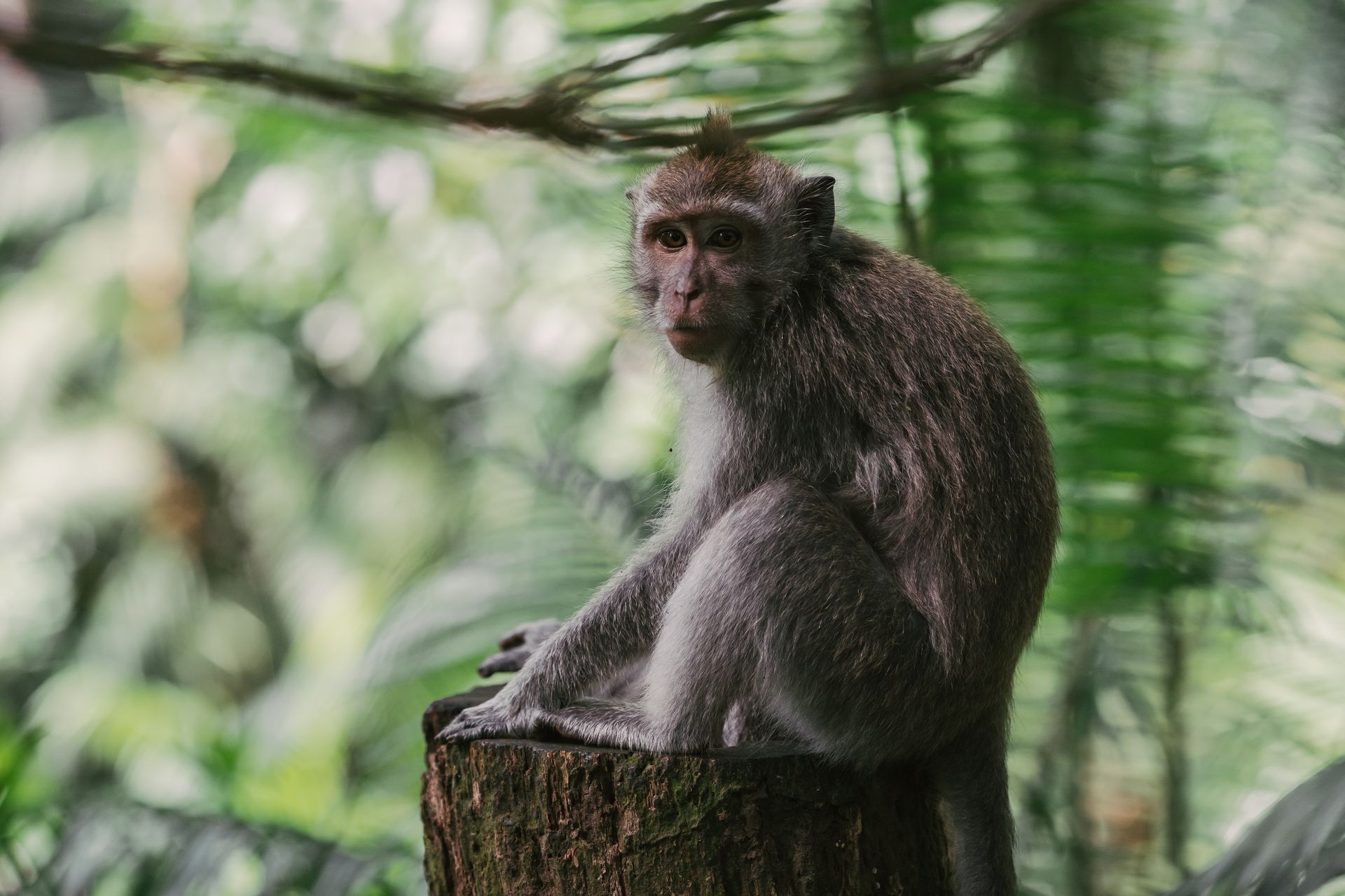 Photograph of a Macaque Monkey on a Log