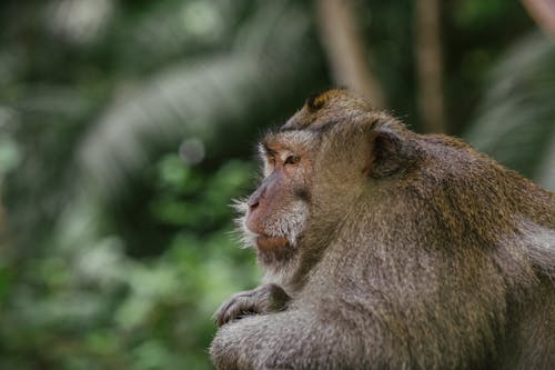 Darmowe zdjęcie z galerii z dzika przyroda, fotografia zwierzęcia, makak