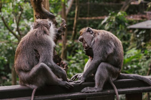 Photo of Macaque Monkeys on a Railing