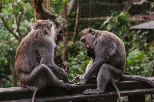 Free Two macaques perched in a lush tropical forest, interacting gently. Stock Photo