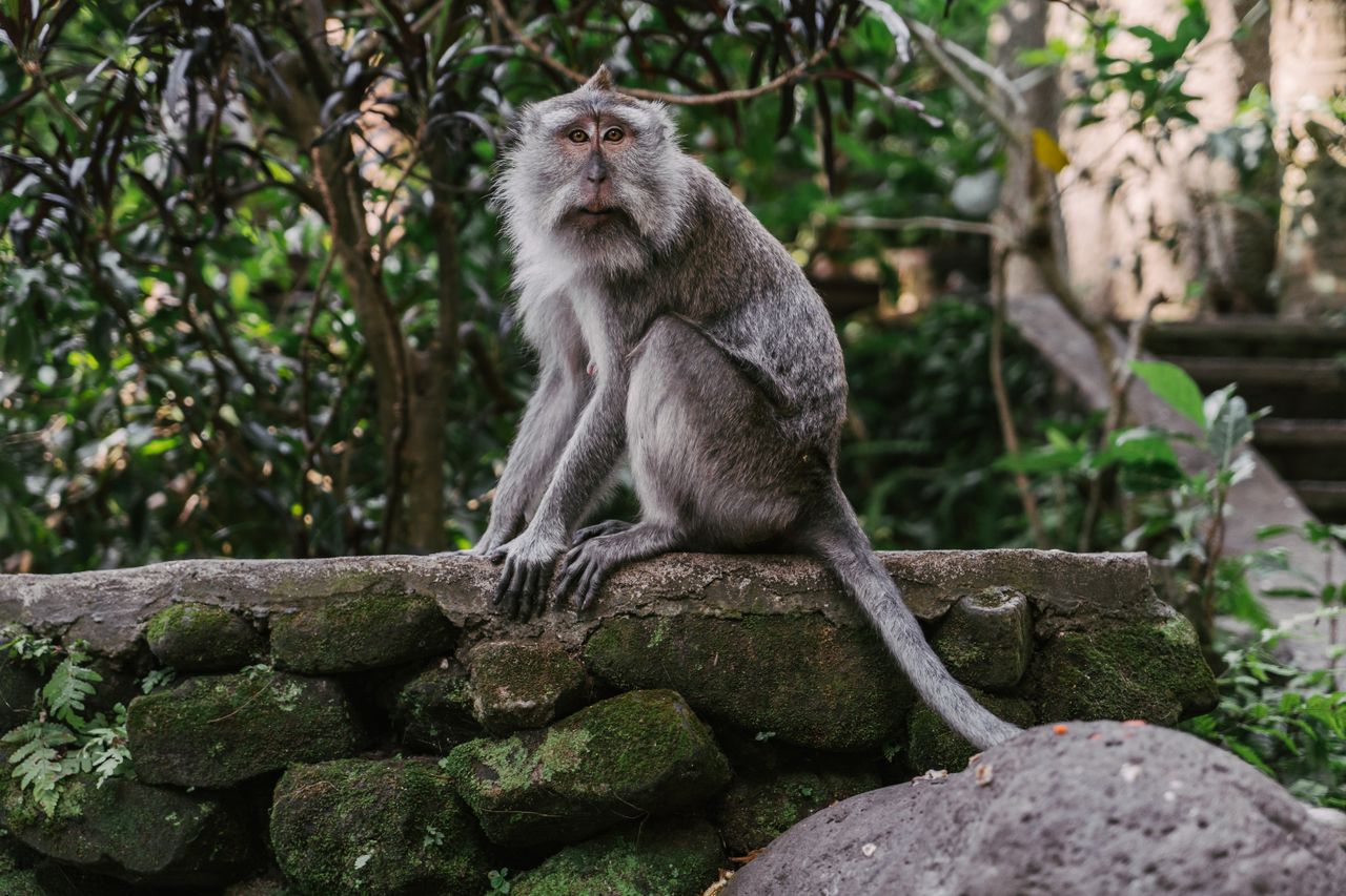 an adult macaque monkey sits on a mossy stone wall in a lush forest se