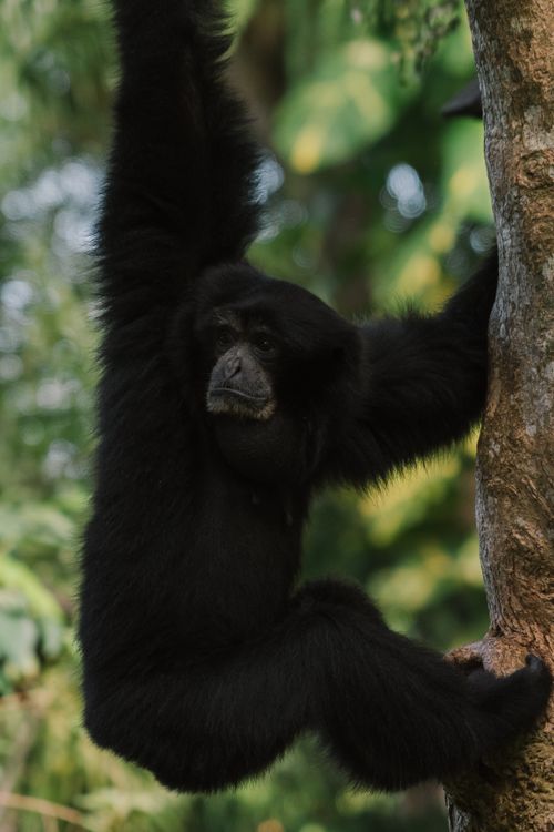 Free A siamang gibbon gracefully hangs from a tree branch in its natural forest habitat. Stock Photo