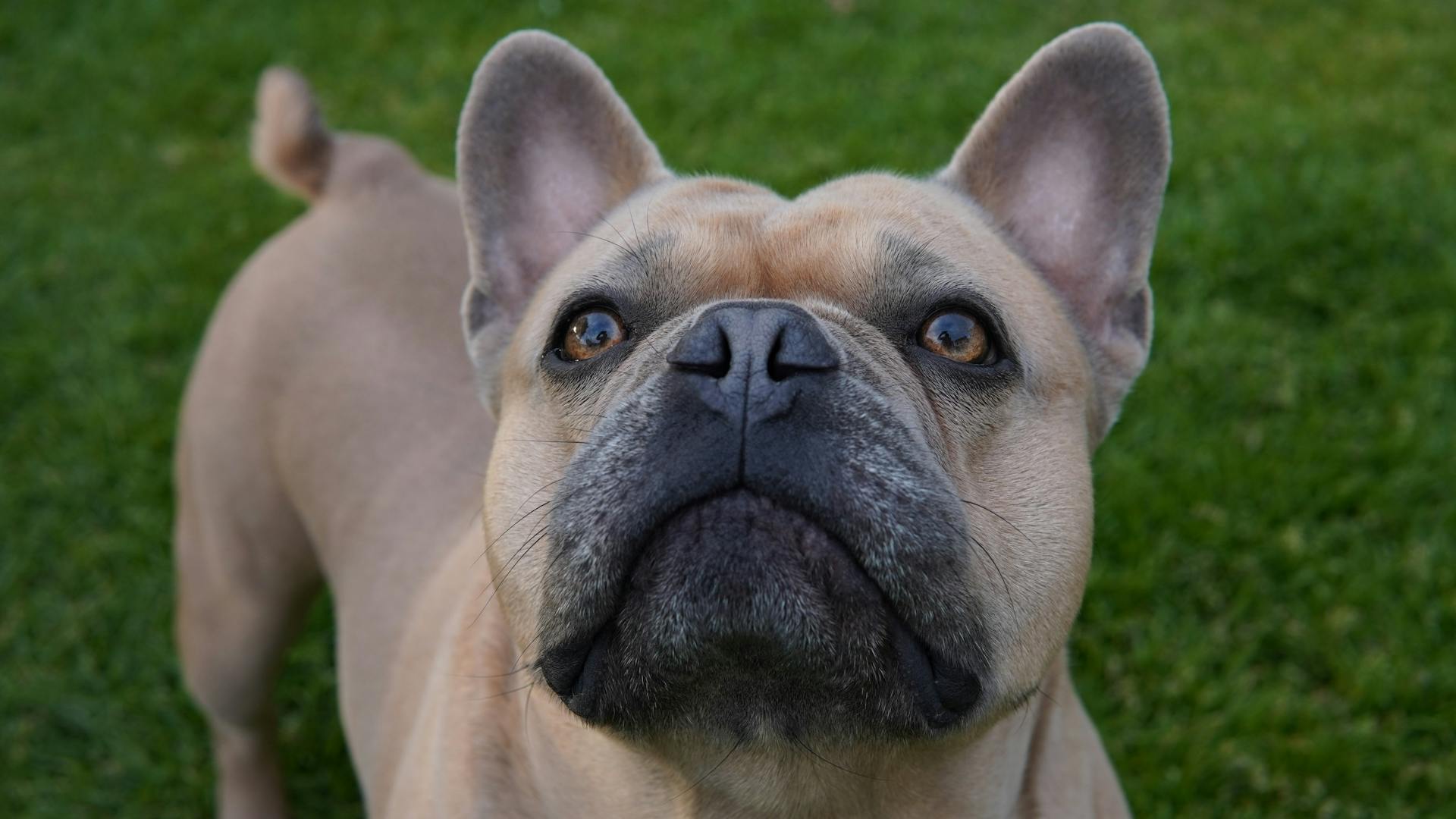 Close-Up Photograph of a Brown French Bulldog