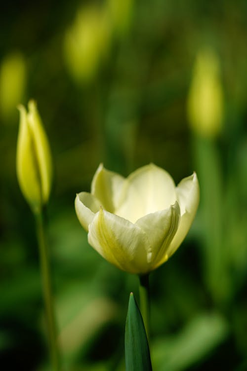 Foto d'estoc gratuïta de creixement, flor, flora