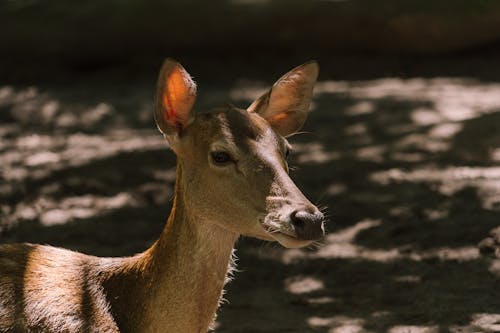 Close-up of a Deer