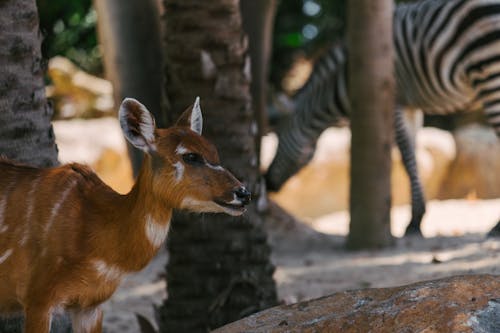 Antelope and Zebra