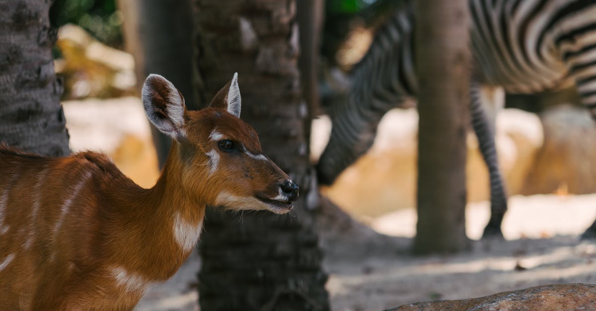Pourquoi garder un journal médical pour ses animaux âgés