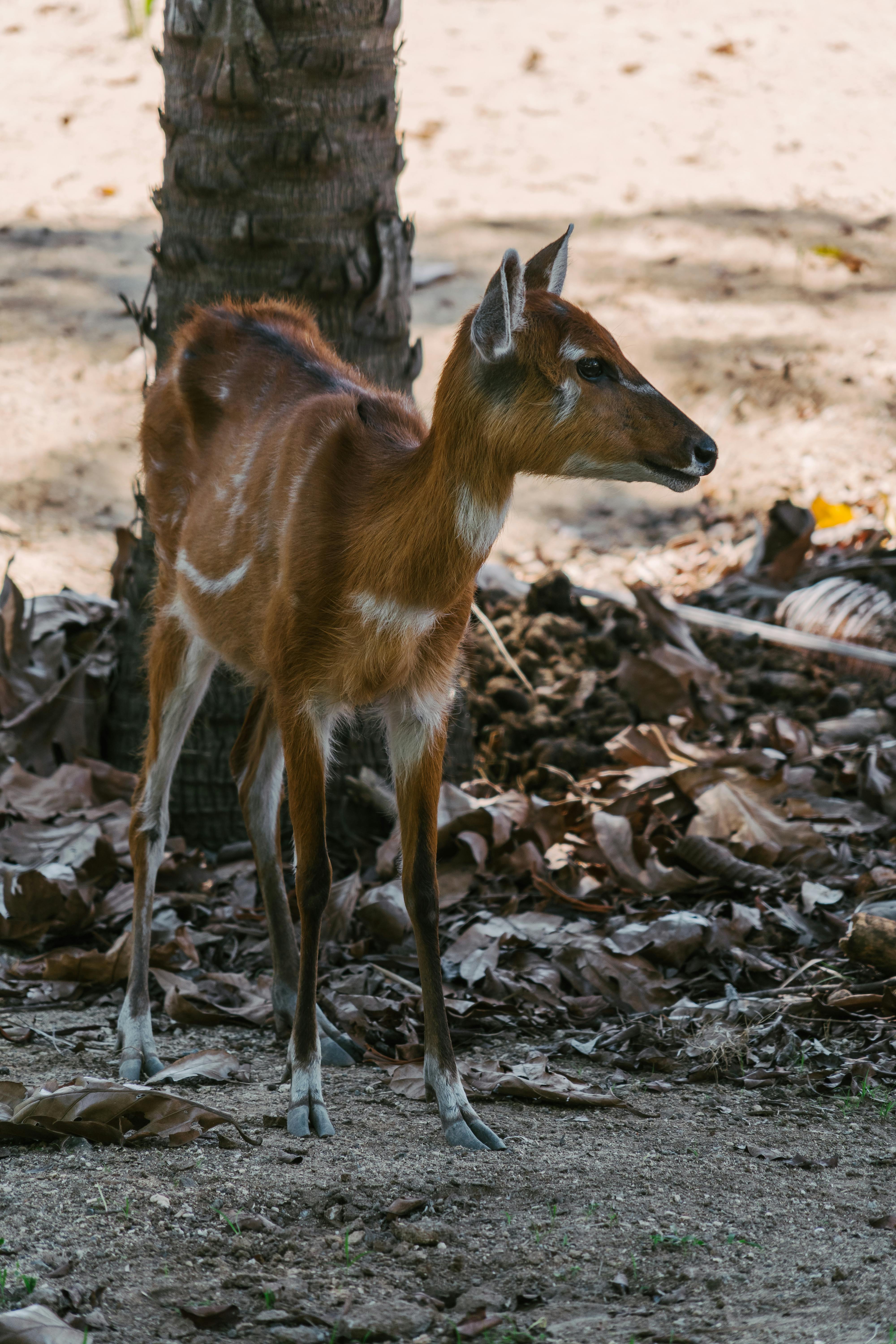 grátis Foto profissional grátis de amigo do ambiente, animais selvagens, animal Foto profissional