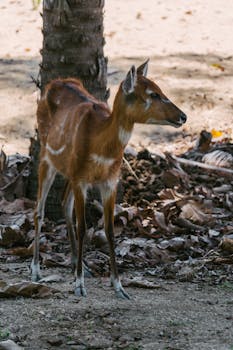 A sitatunga antelope standing calmly in a natural setting, captured in a high-quality photograph.