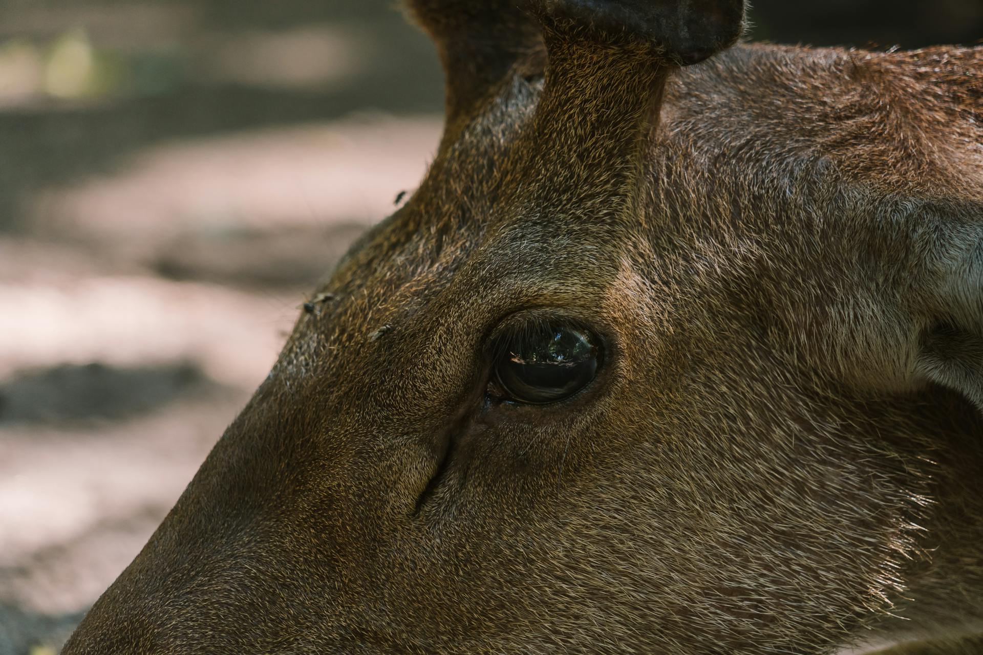 Close-up of the Animals Eyes