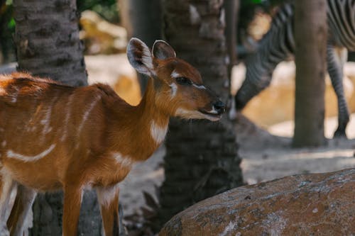 antilop, hayvan, hayvan fotoğrafçılığı içeren Ücretsiz stok fotoğraf