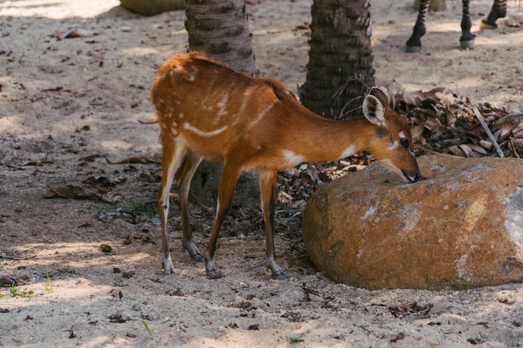 Sitatunga Calves Near A Rock