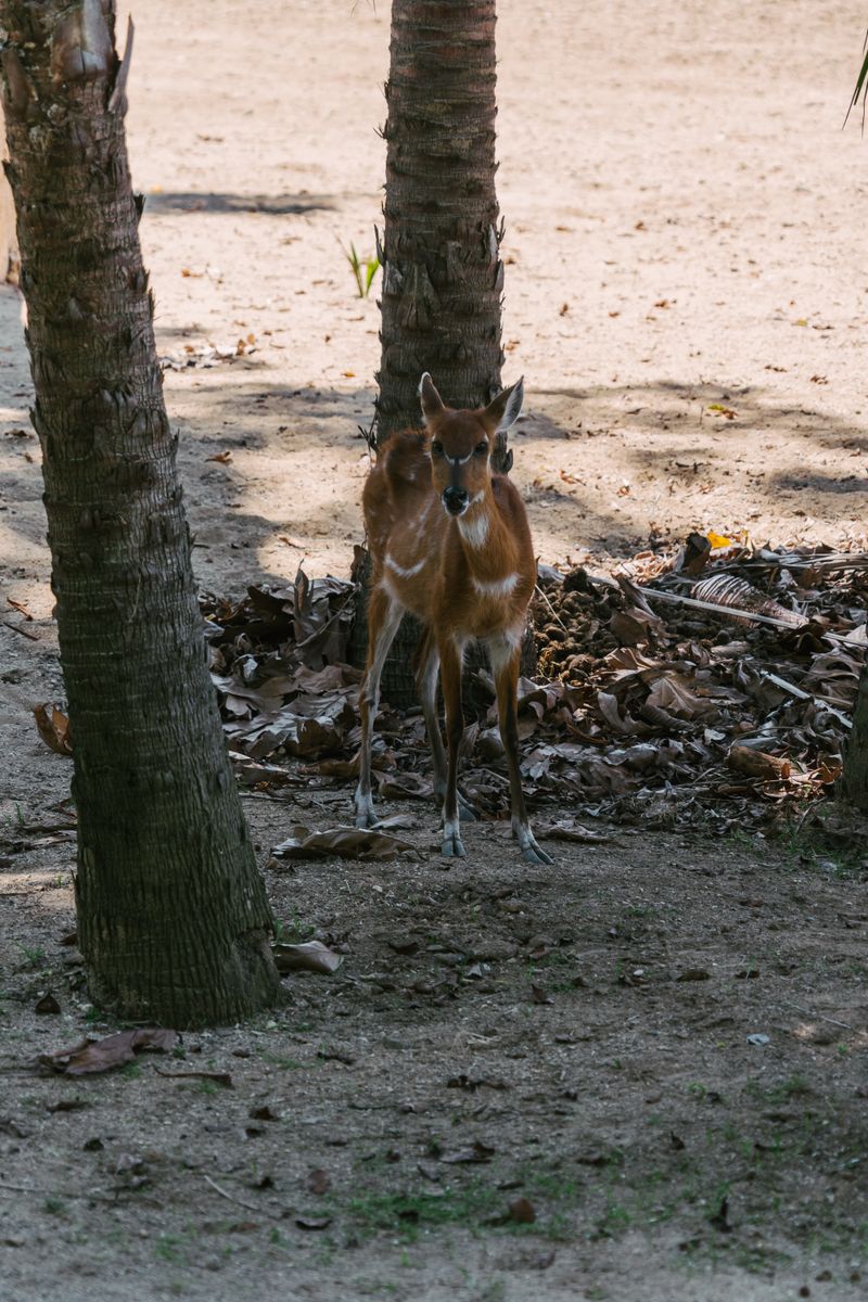 Charming sitatunga calves standing between tree trunks in a natural setting, showcasing their unique furry texture.
