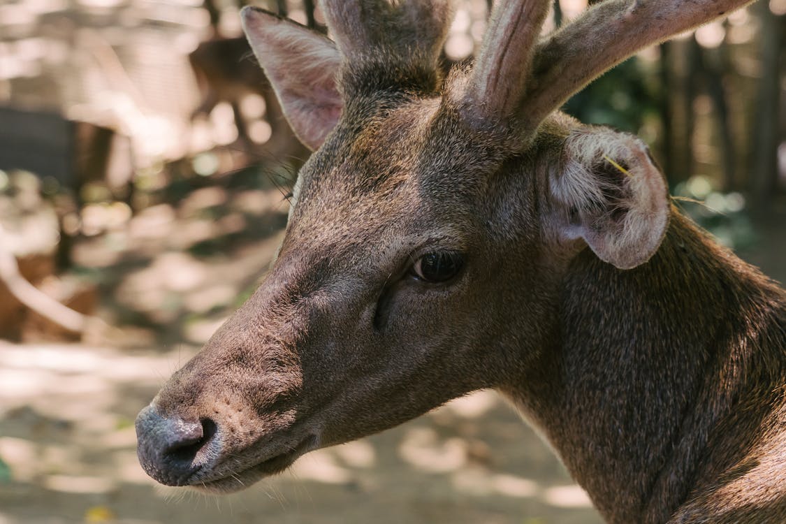 Immagine gratuita di animale, animale selvatico, avvicinamento