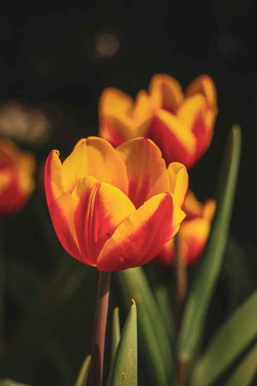 Free Close-up of vibrant orange and yellow tulips capturing their beauty and detail in a garden setting. Stock Photo