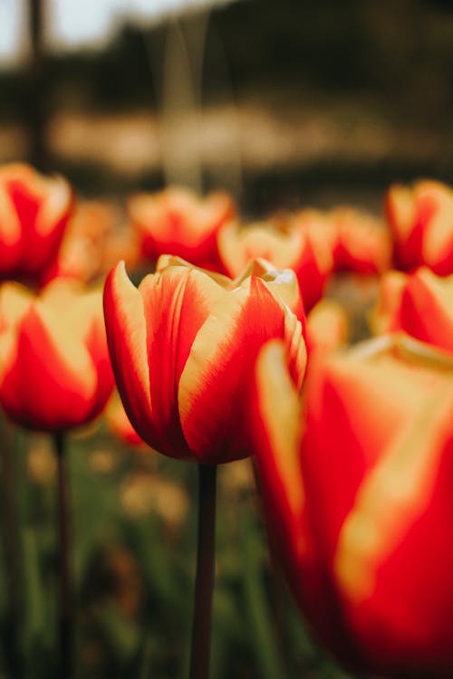 Close-Up Shot of Red Tulips in Bloom