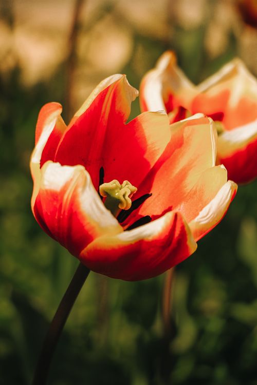 Free A stunning close-up of a vibrant red tulip in full bloom, showcasing delicate petals and natural beauty. Stock Photo