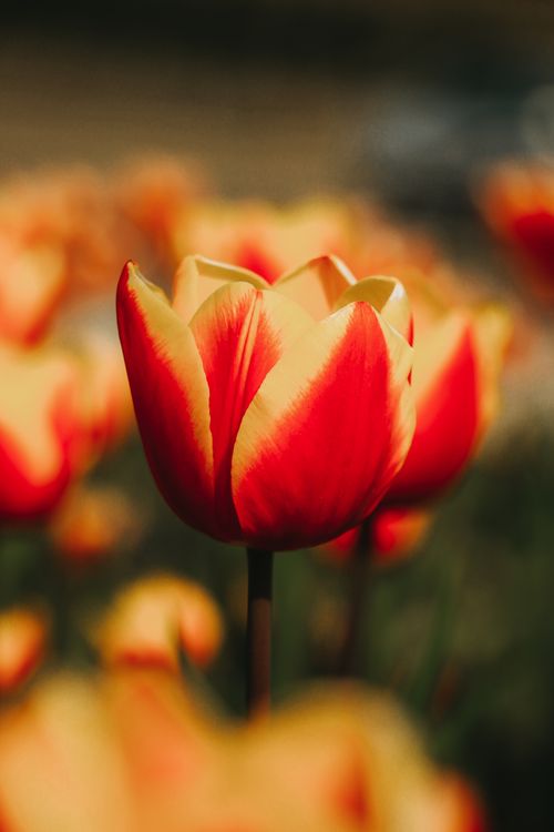 Free A stunning close-up of a colorful tulip blooming with rich red and yellow petals in a field. Stock Photo