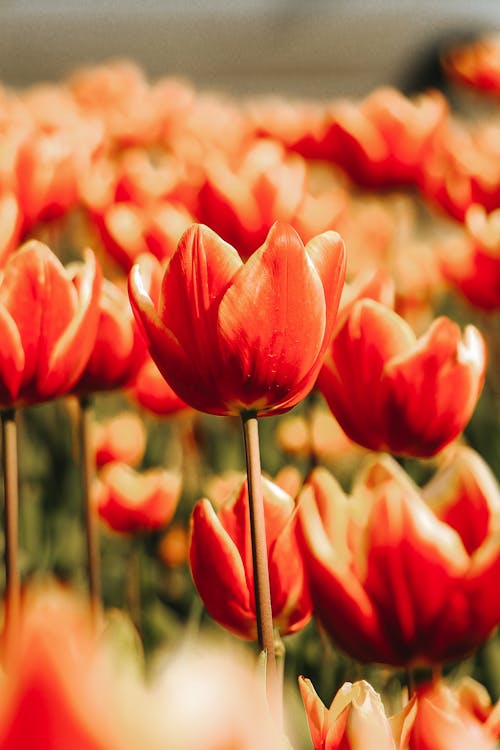 Close-Up Shot of Red Tulips in Bloom