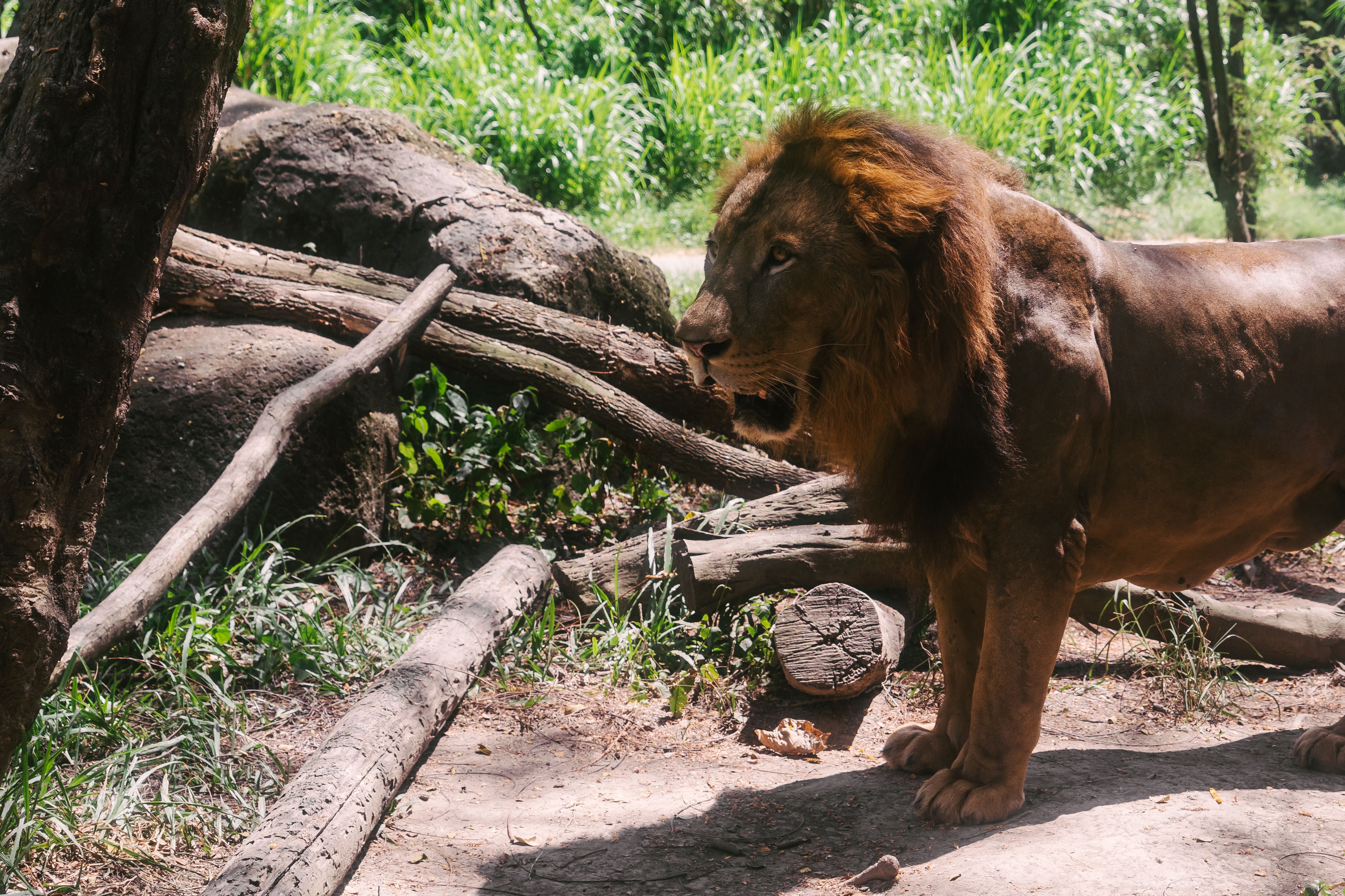 The African Lion Roars In Real Time: Exercise African Lion 2026, Morocco’s Strategic Centrality, And The Geopolitics Of A Fra