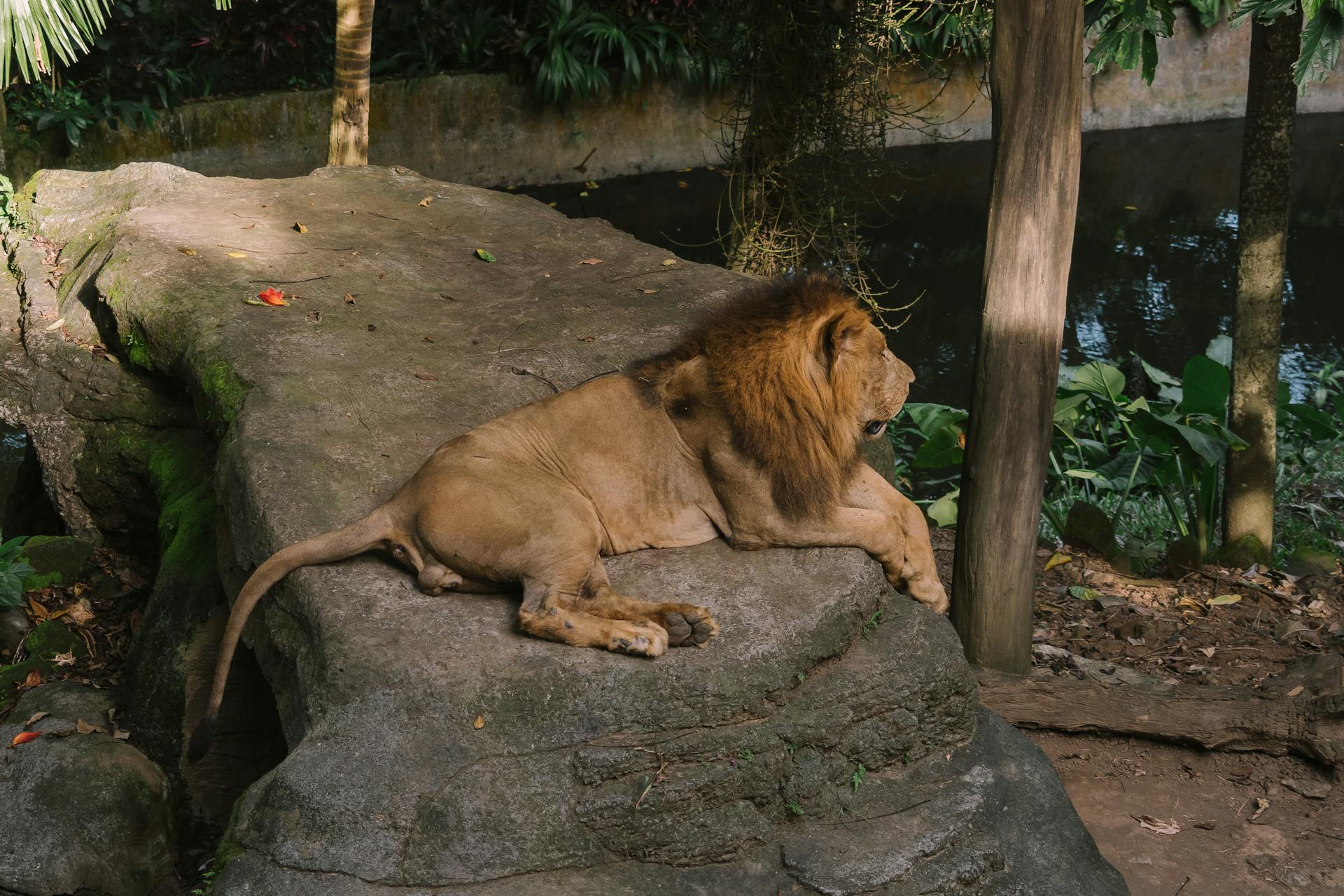 Male Lion Relaxing on a Large Rock by a Pond