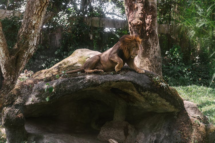 Lion Lying On Brown Rock