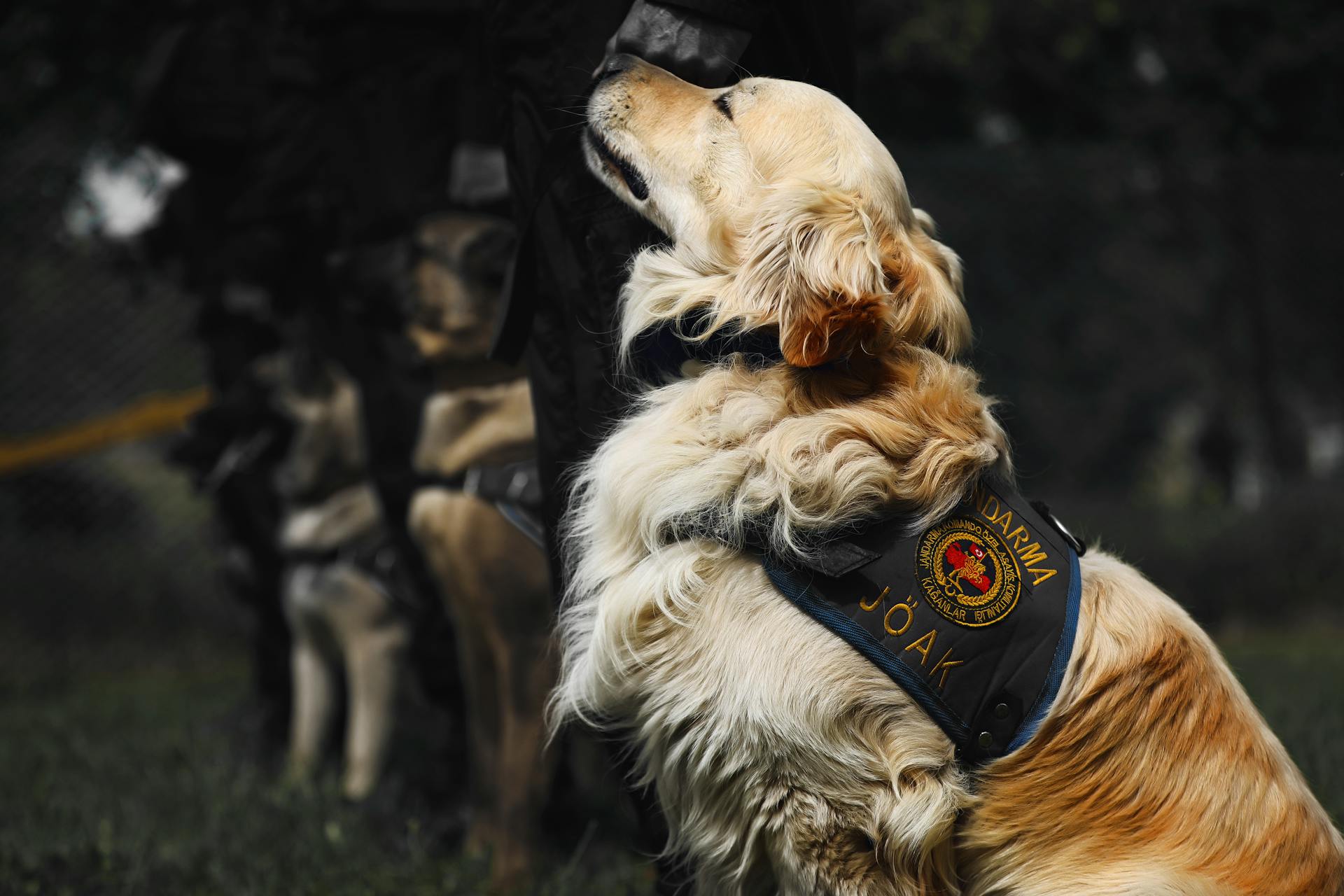 Close up of Police Golden Retriever