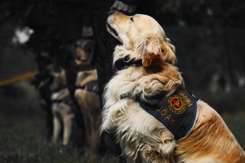 Police Service Dogs: Breeds, Training, and Crucial Roles