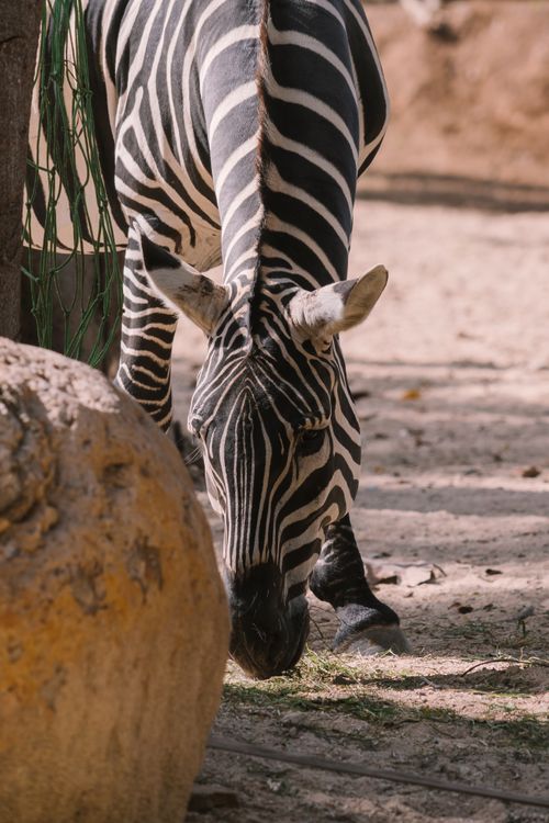Free A zebra grazing in a sandy outdoor environment, showcasing its distinctive black and white stripes. Stock Photo