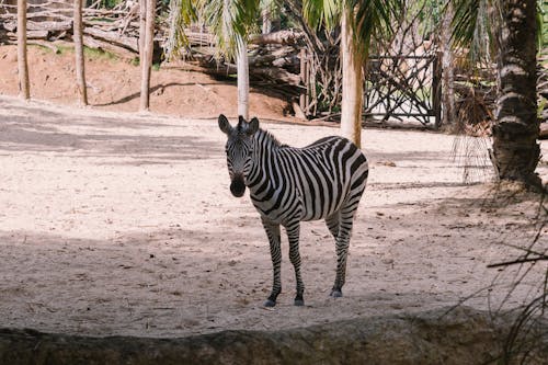 Zebra Standing on Sand
