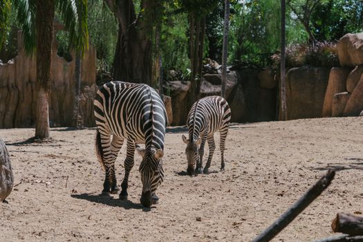 Savannhägn på ett zoo med säkerhetsbarriär för besökare