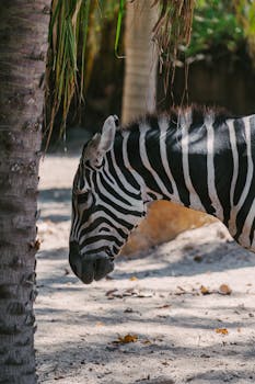 Side view of a zebra in its habitat, captured with natural lighting.