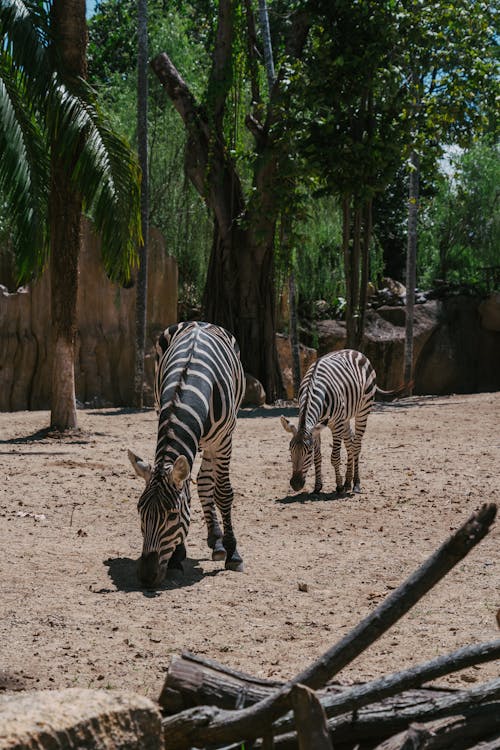 Zebras Standing on Dry Ground