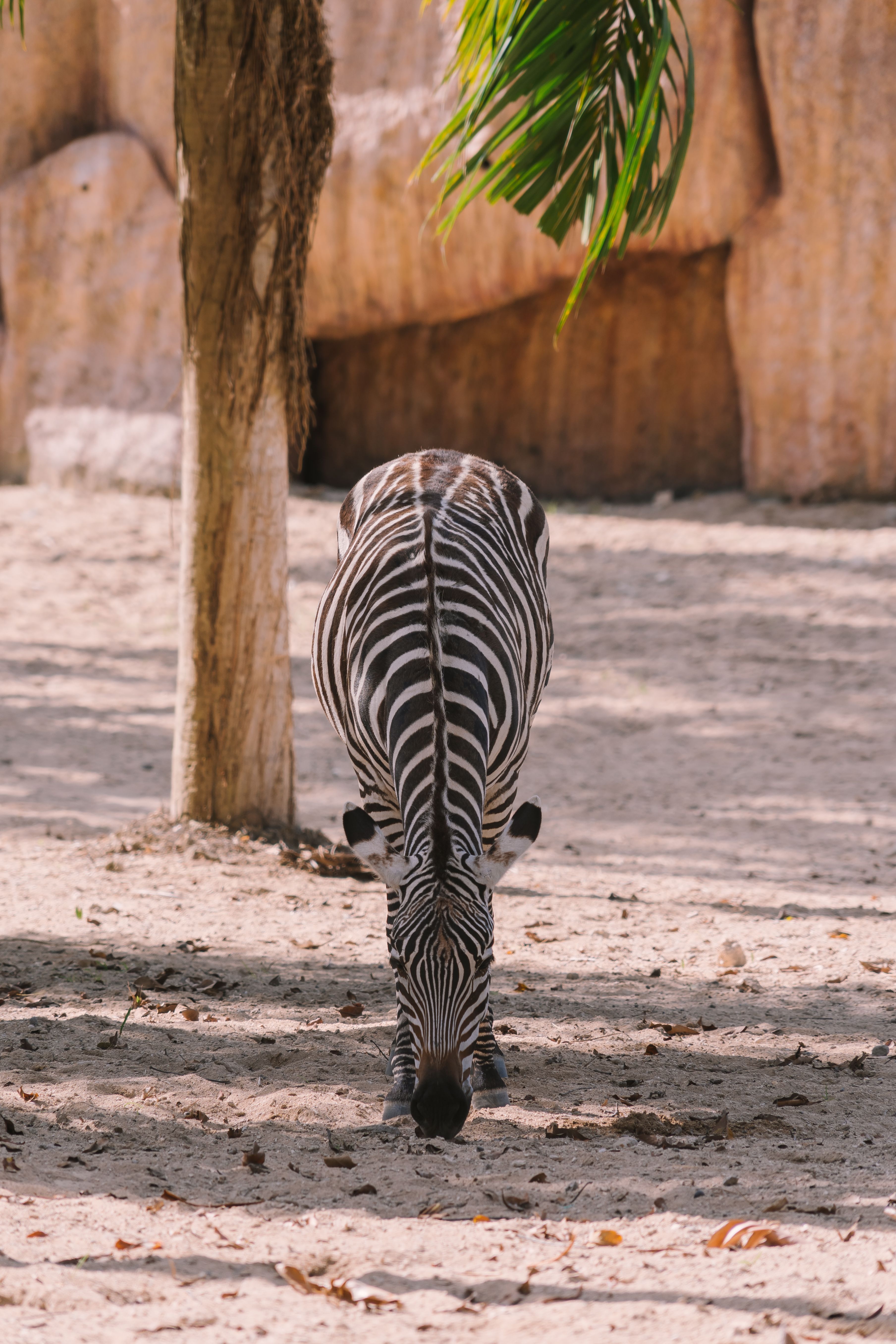 A zebra grazes under a tree in a sunny zoo setting, capturing the essence of wildlife in captivity.