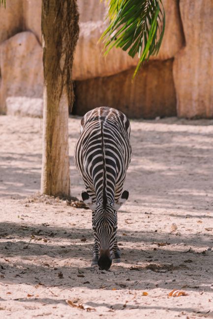 A zebra grazes under a tree in a sunny zoo setting, capturing the essence of wildlife in captivity.