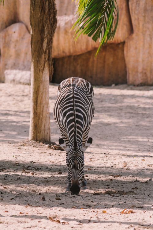 Free A zebra grazes under a tree in a sunny zoo setting, capturing the essence of wildlife in captivity. Stock Photo
